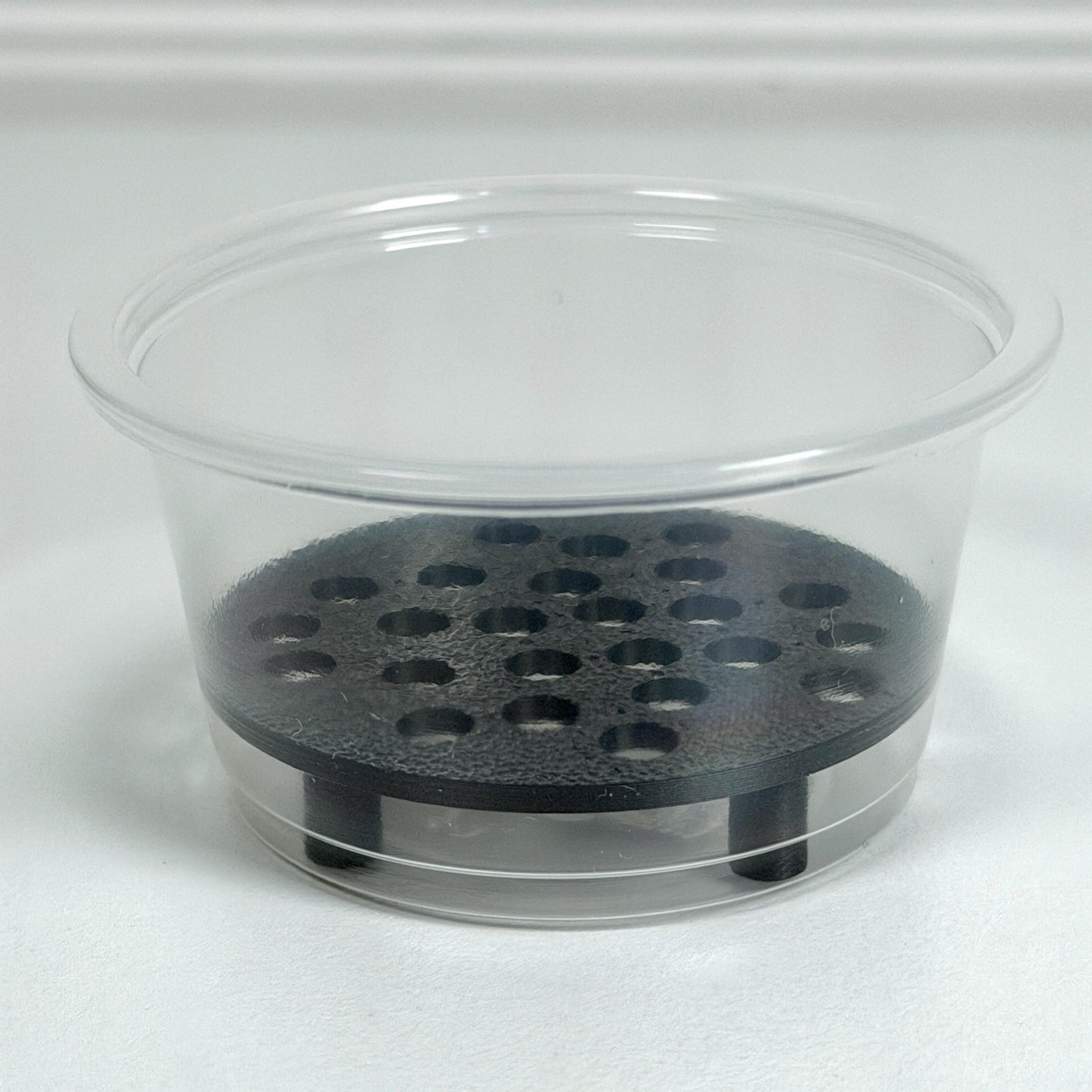 Corm Risers, Alocasia Corms Propagation Disks,